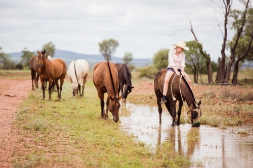 Group of horses drinking rainwater with teenage rider