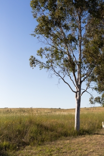 Gum tree with green grass and blue sky