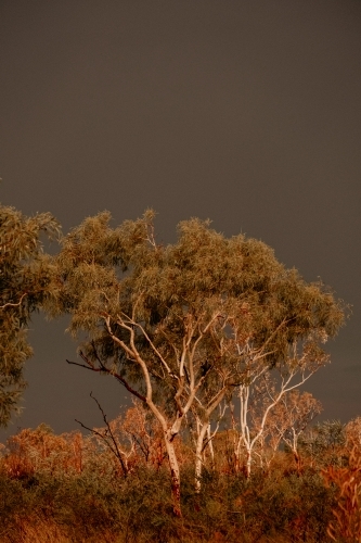 Gum trees after big storm in the outback.