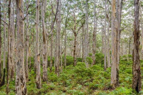 Gumtree trunks in Boranup Forest at Karri Lookout