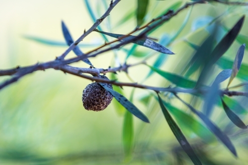Hakea Dactyloides nut on a branch with thin green leaves