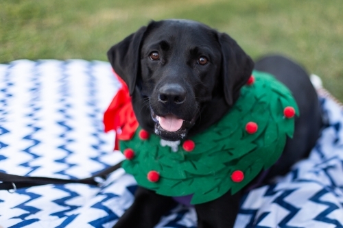 happy black dog on a picnic rug wearing a christmas wreath