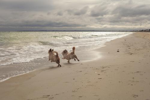 Happy dogs running at the beach.
