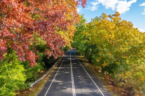 Heading through a canopy of autumn trees along an asphalt road