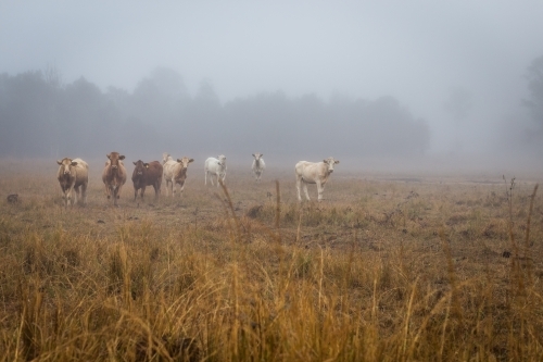 Herd of cattle in a misty paddock