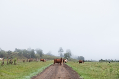 Herd of Cows standing on a dirt track