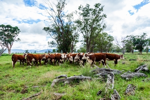 Herd of Hereford cattle in paddock - newly re-stocked farm