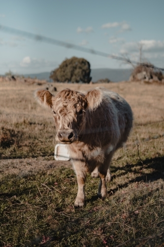 Highland cow in grassy paddock in the snowy mountains region of New South Wales