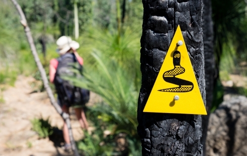 Hiker on Marked trail with trail markers posted to burnt tree