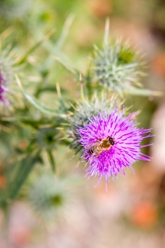 Honey Bee on a Purple scotch thistle or Wooly Thistle