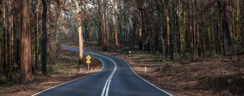 Horizontal shot of a highway between burnt forest of trees