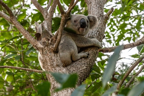 horizontal shot of a koala on a tree with leaves in the background