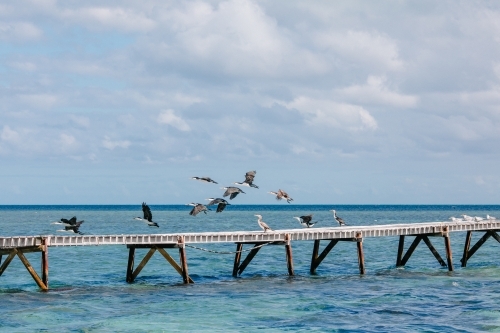 Horizontal shot of seabirds flocked on a jetty in the ocean