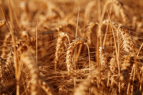 Horizontal shot of wheat grain field on a sunny day