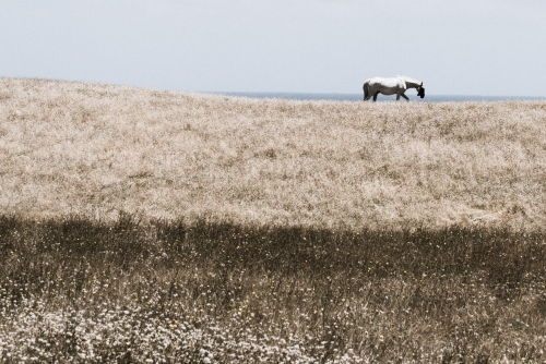 Horse and landscape