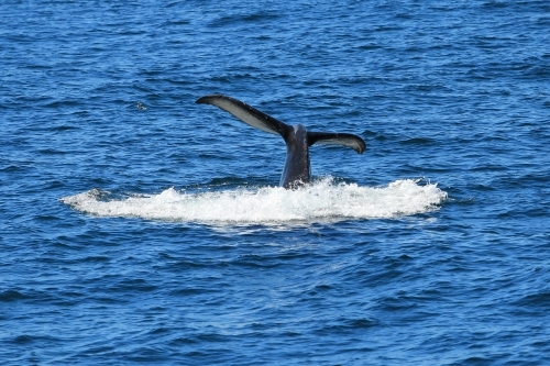 Humpback whale diving (Megaptera novaeangliae)