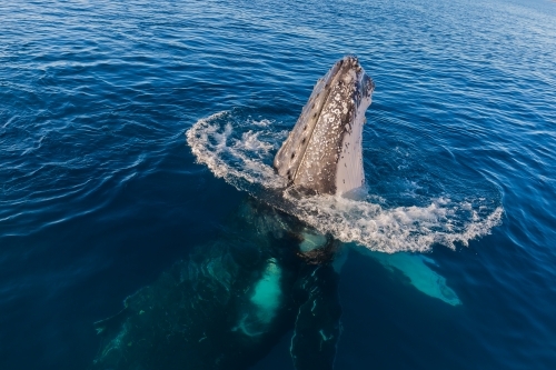 Humpback whale mugging boat in glassy water