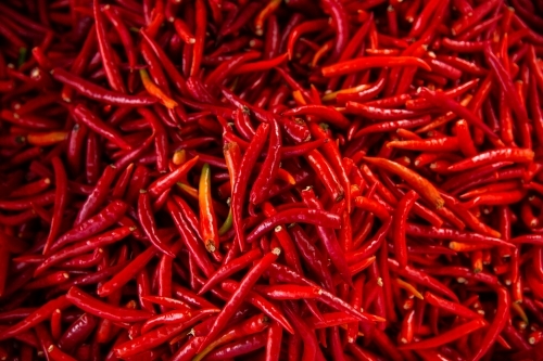 hundreds of spicy red chillies for sale