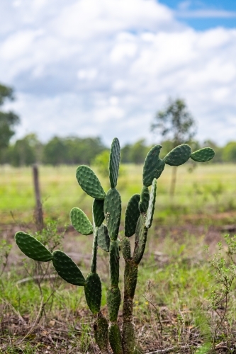 Invasive cactus amongst tall green grazing grass