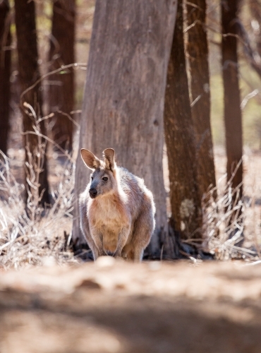 kangaroo among tree trunks