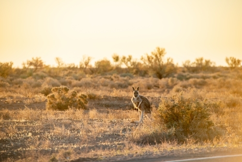Kangaroo in golden outback light