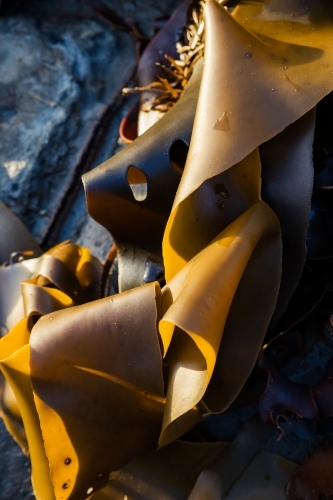 kelp and seaweed washed up on a rock