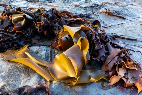 kelp and seaweed washed up on rocks