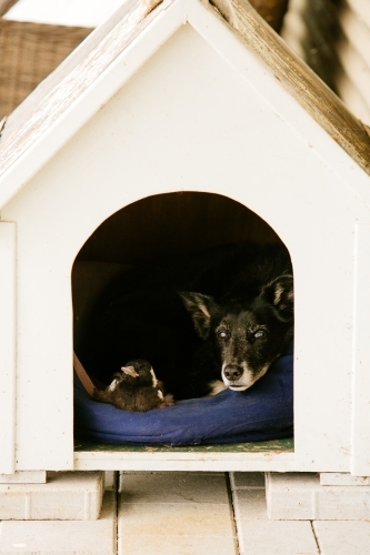 Kelpie and magpie friends together in dog kennel
