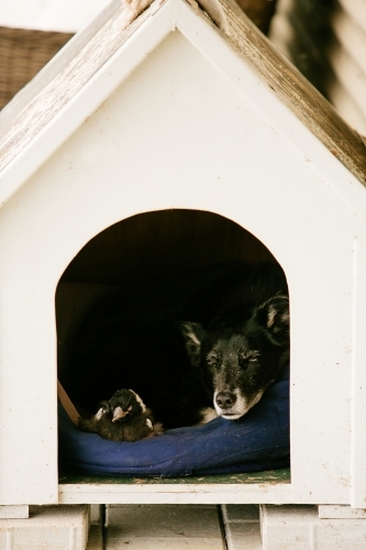 Kelpie and magpie friends together in dog kennel