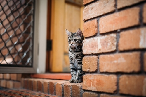 Kitten sitting in a doorway