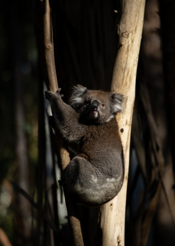koala climbing gum tree, vertical