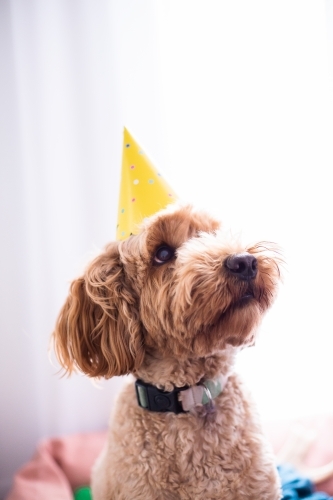 labradoodle in a party hat