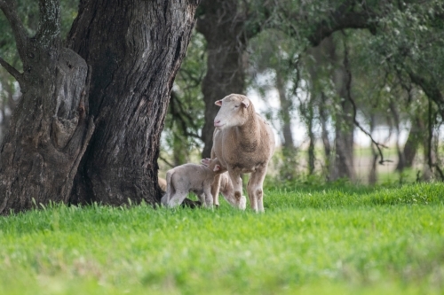 Lambs and sheep together on a green pastured farm.