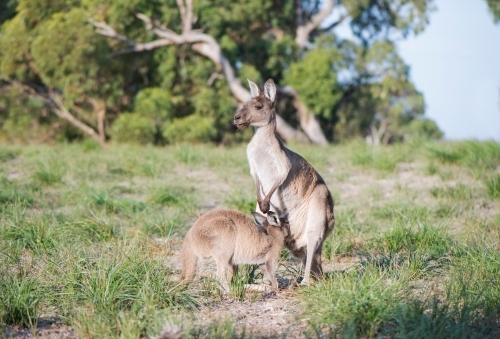 Large joey trying to get into kangaroo's pouch