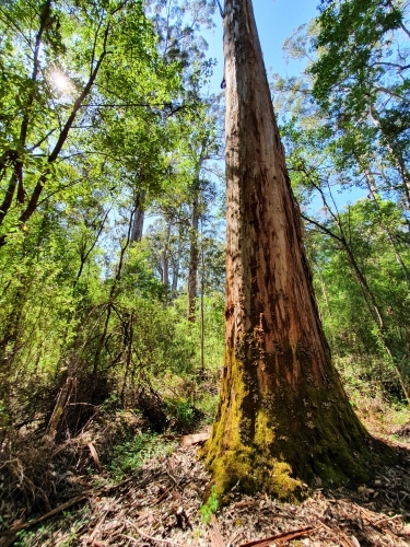 Large Karri tree in a forest