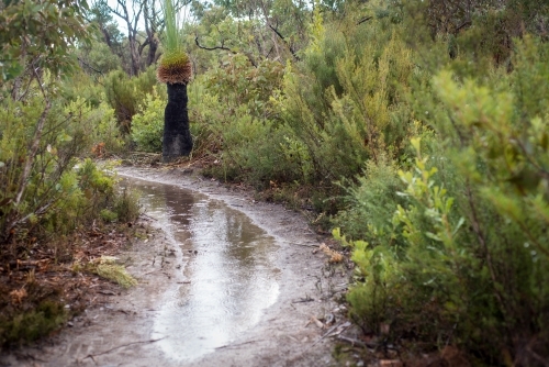 Large muddy puddle along bush walking track