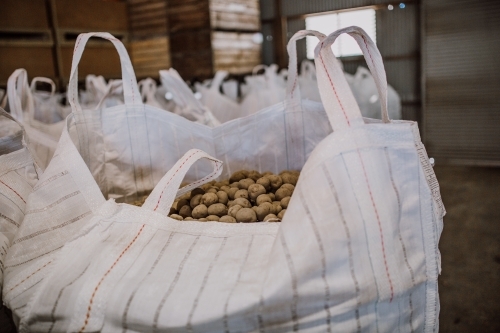 Large sack of potatoes in sorting factory