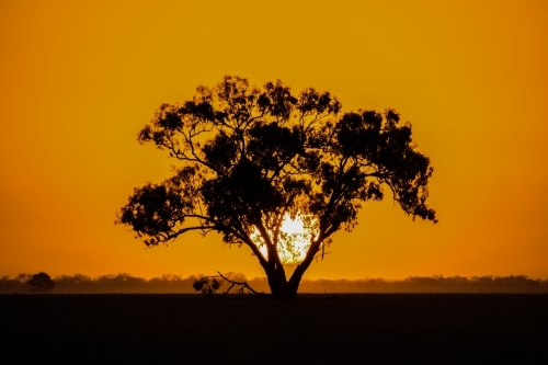 Large sun setting behind a tree silhouette in the orange sky.