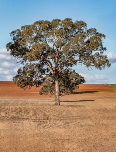 Large tree in the middle of ploughed field