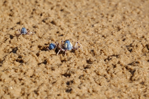 Light-blue soldier crabs taking refuge in the sand