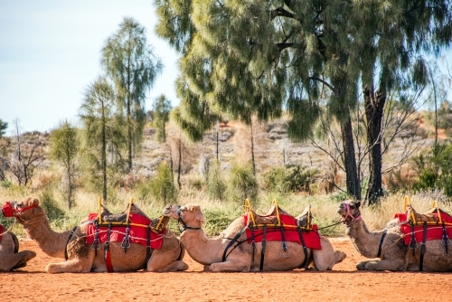 Line up of camels ready to take people for camel riding tour