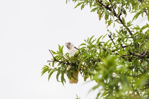 Little Corella cockatoo bird perched in a tree