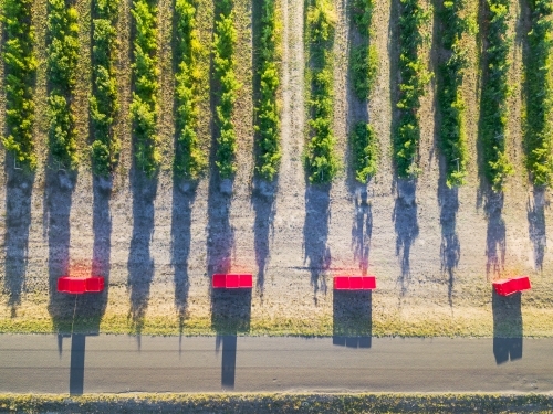 Looking down on empty fruit bins at the end of rows of fruit trees in an orchards