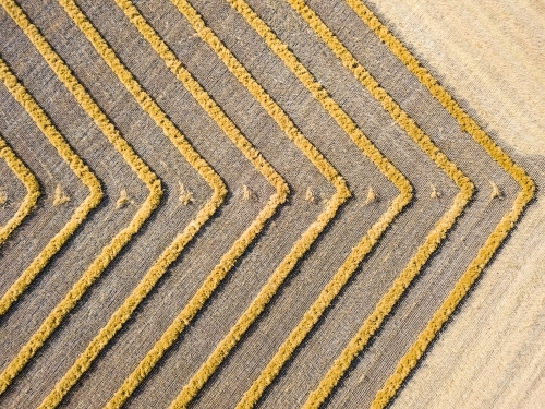 Looking down over dried windrows in a farmpaddock