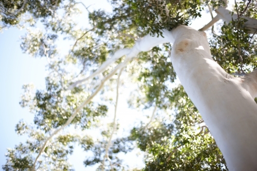 Looking up a ghost gum tree trunk