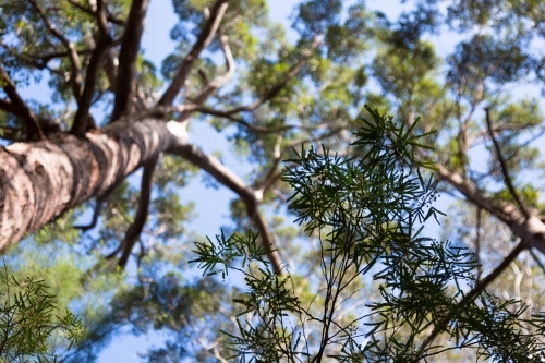 Looking up at karri forest in western australia