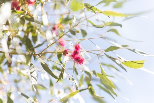 Looking up at pink gum flowers and leaves with sun flare