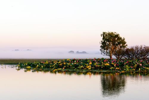 Lotus flowers on a river at dawn