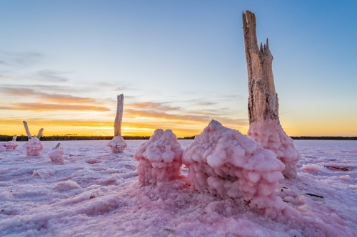 Low angled view of weathered fenceposts in a salt lake encrusted with pink salt crystals