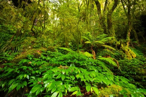 Lush subtropical rainforest of the New England area